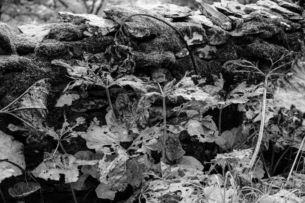 Landscape Photography - Landscape Photographer - monochrome image of large leaves starting to die back as autume approaches