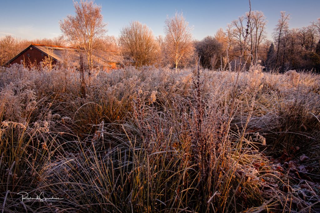 Glasgow image showing the rich browns of the winter trees and shrubs in the low winter sun